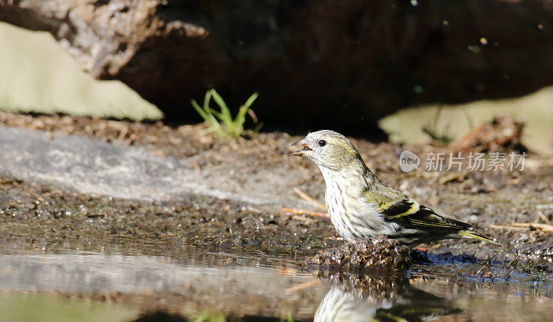 欧亚西柚(Carduelis spinus)雌性饮用